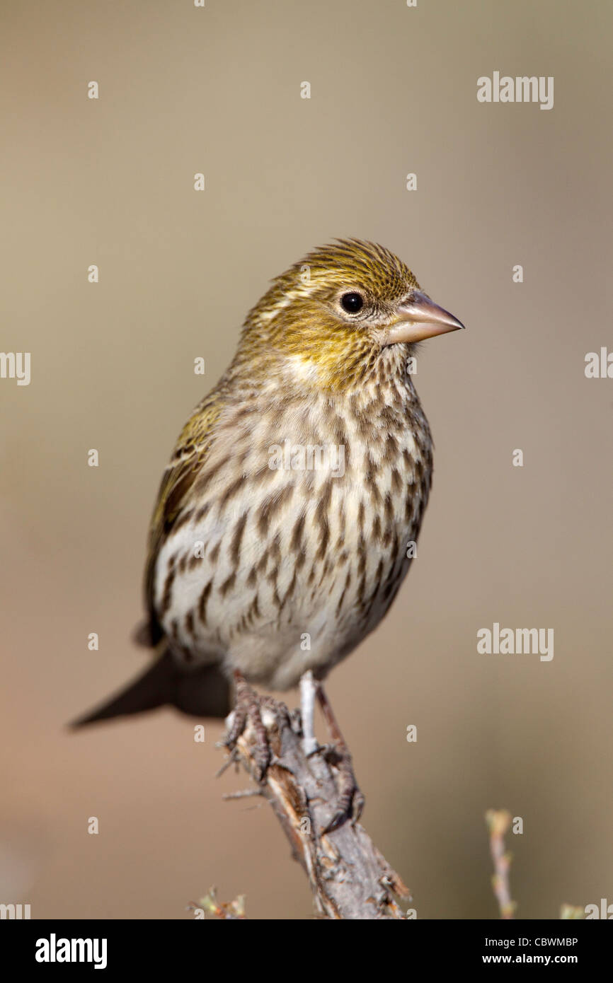 Roselin de Cassin Carpodacus cassinii Cabin Lake, Oregon, United States 5 femelle adulte peut Fringillidae Banque D'Images