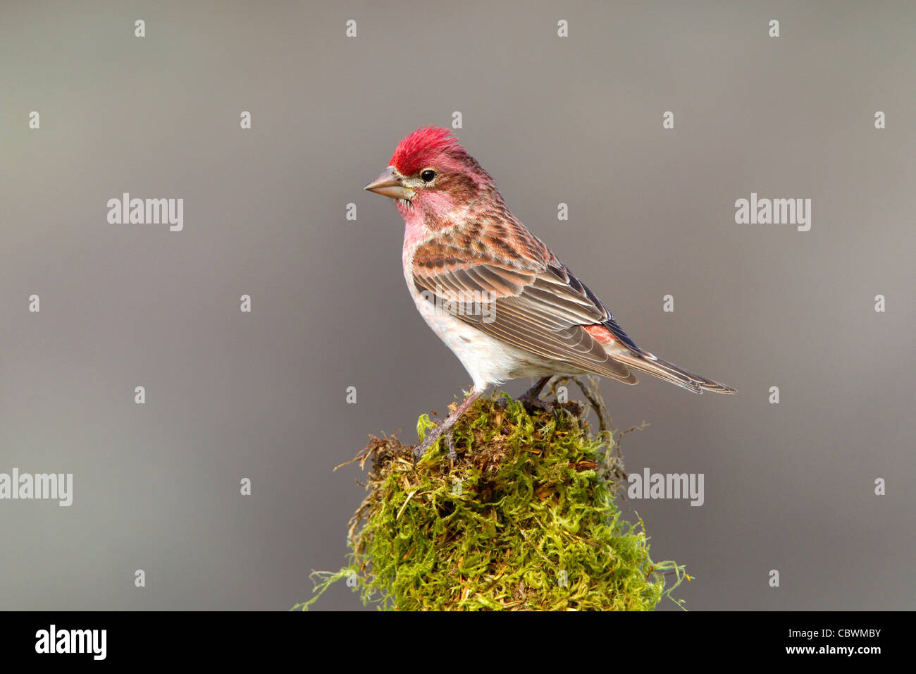 Roselin de Cassin Carpodacus cassinii Cabin Lake, Oregon, United States 5 mâle adulte peut Fringillidae Banque D'Images
