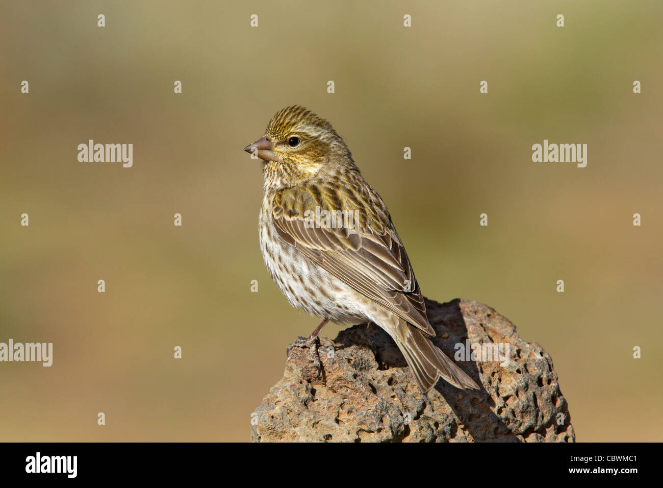 Roselin de Cassin Carpodacus cassinii Cabin Lake, Oregon, United States 5 femelle adulte peut Fringillidae Banque D'Images
