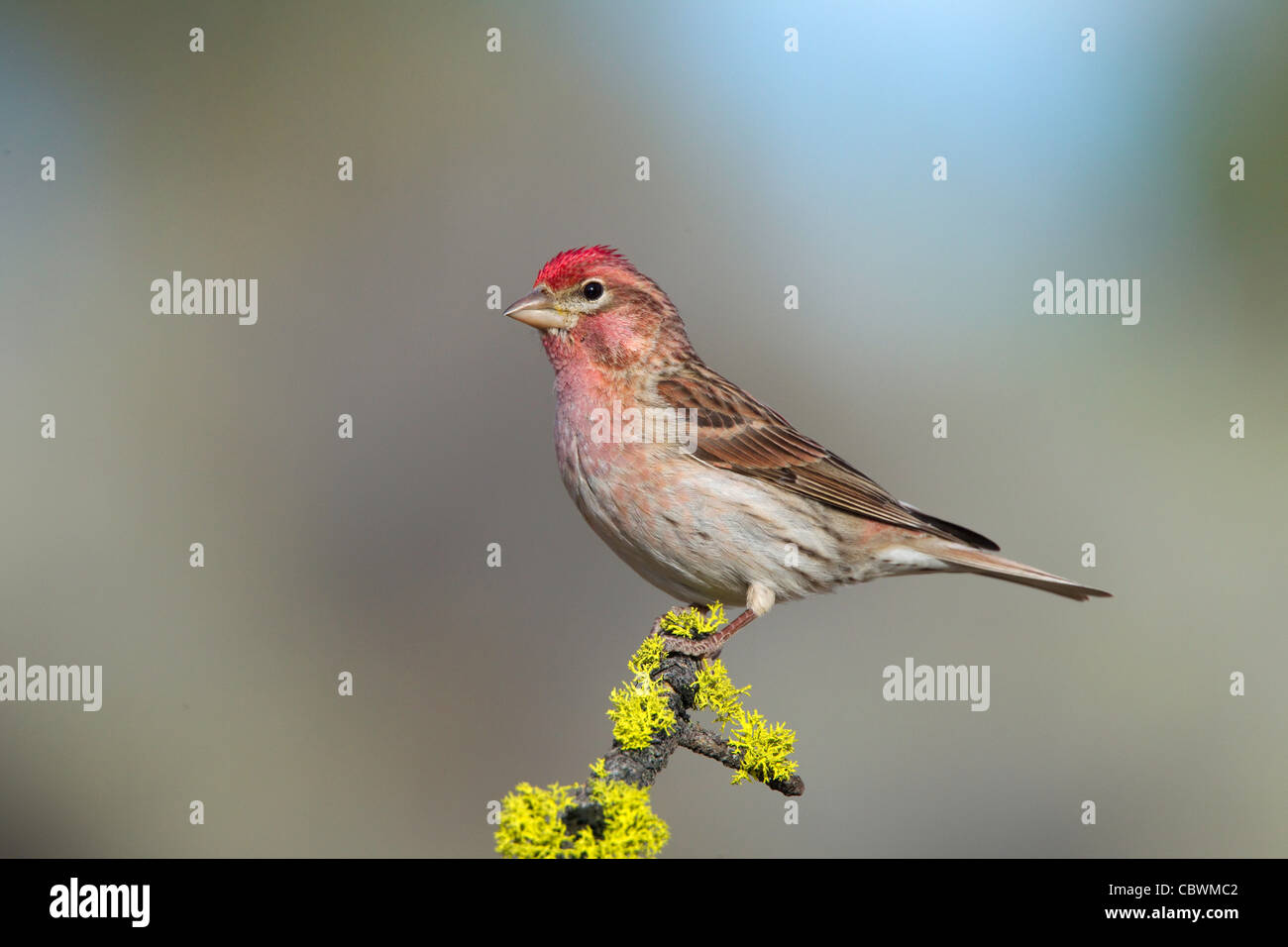 Roselin de Cassin Carpodacus cassinii Cabin Lake, Oregon, United States 5 femelle adulte peut Fringillidae Banque D'Images