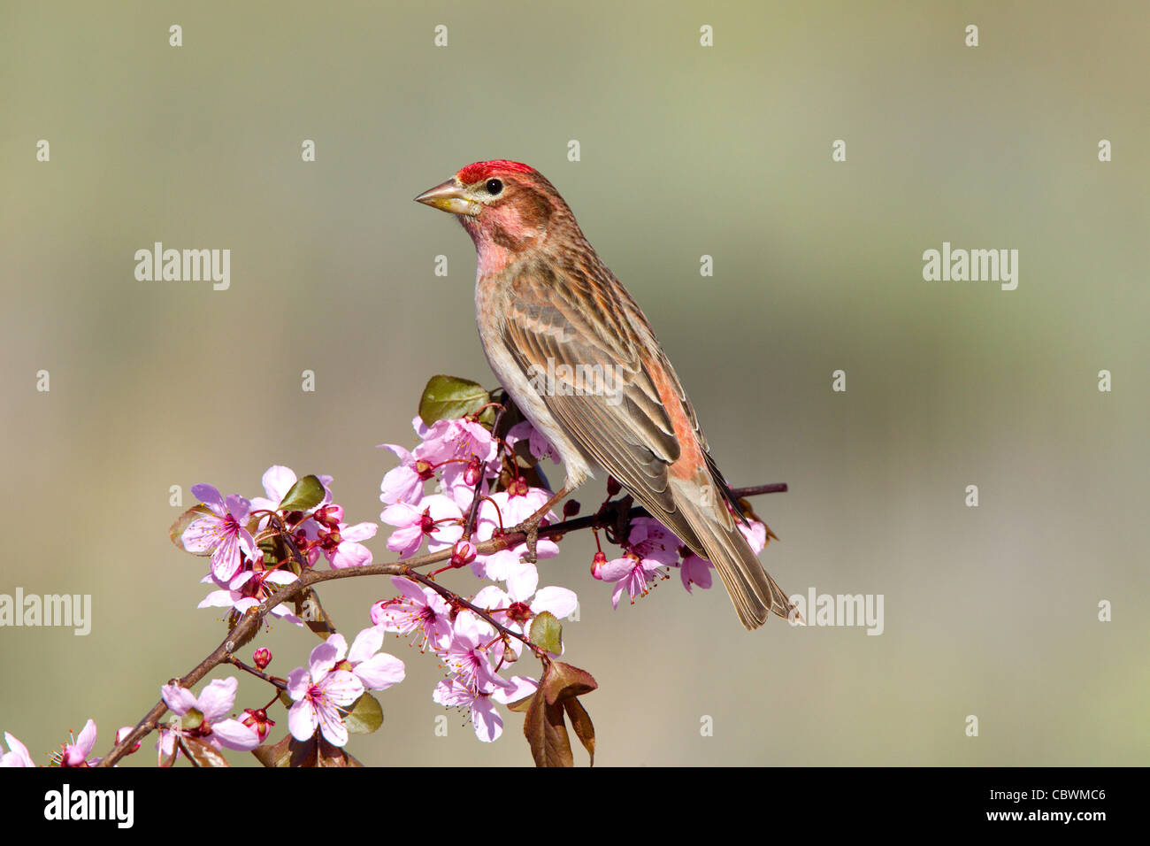 Roselin de Cassin Carpodacus cassinii Dorris, California, United States 10 mai mâle adulte Fringillidae Banque D'Images