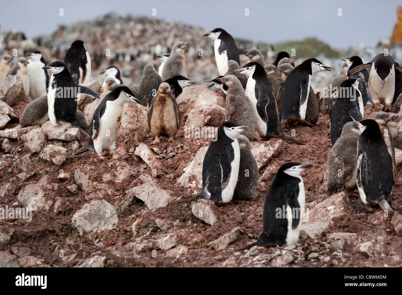 Gamla, Half Moon ISLAND, ANTARCTICA Banque D'Images