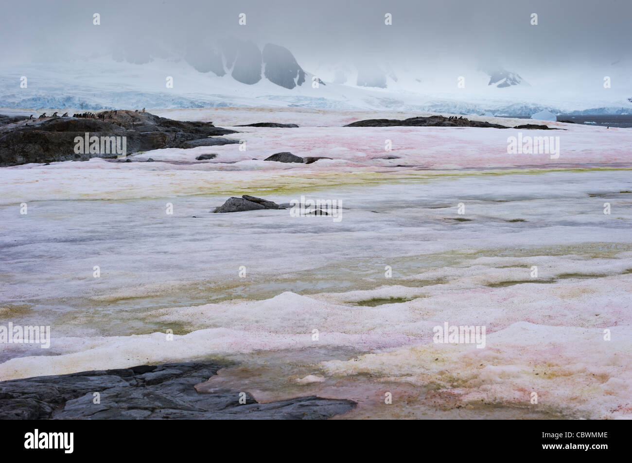 L'Antarctique, l'île PETERMANN Banque D'Images