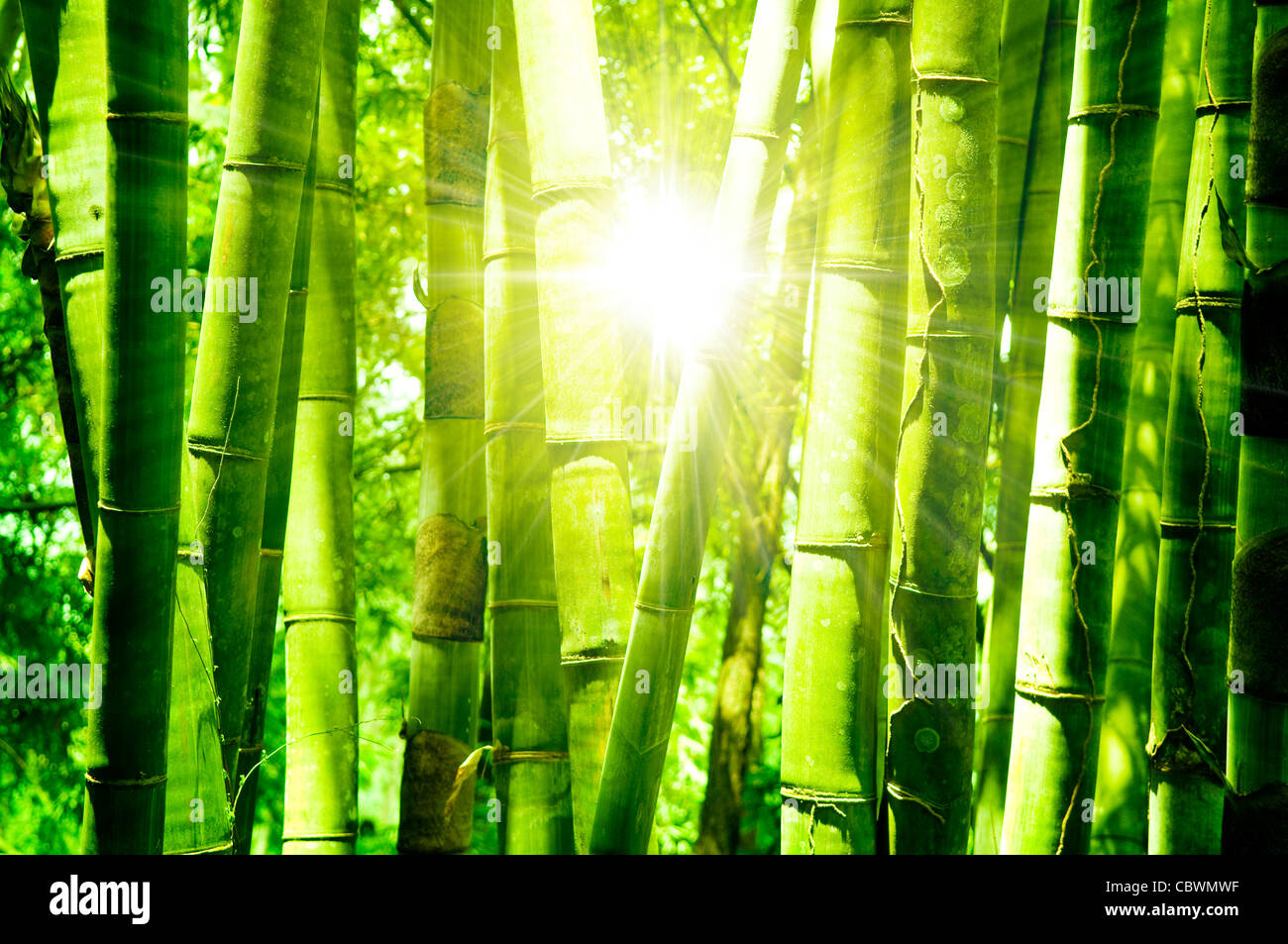 Forêt de bambous d'Asie avec la lumière du soleil du matin. Banque D'Images