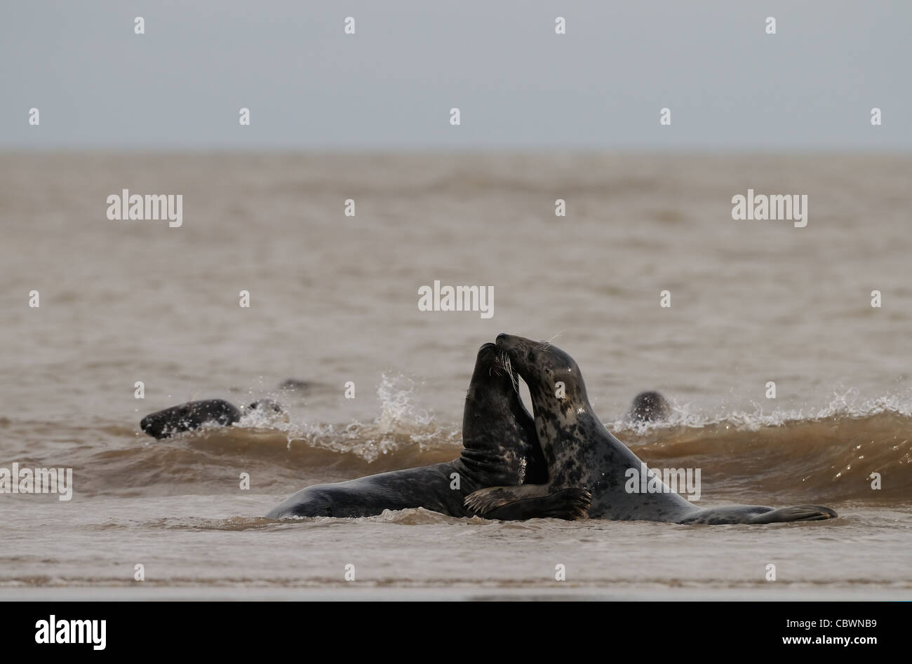 Phoques communs et les phoques gris de jouer a photographié à la plage de Donna Nook, la côte du Lincolnshire, Angleterre, Grande-Bretagne. Banque D'Images