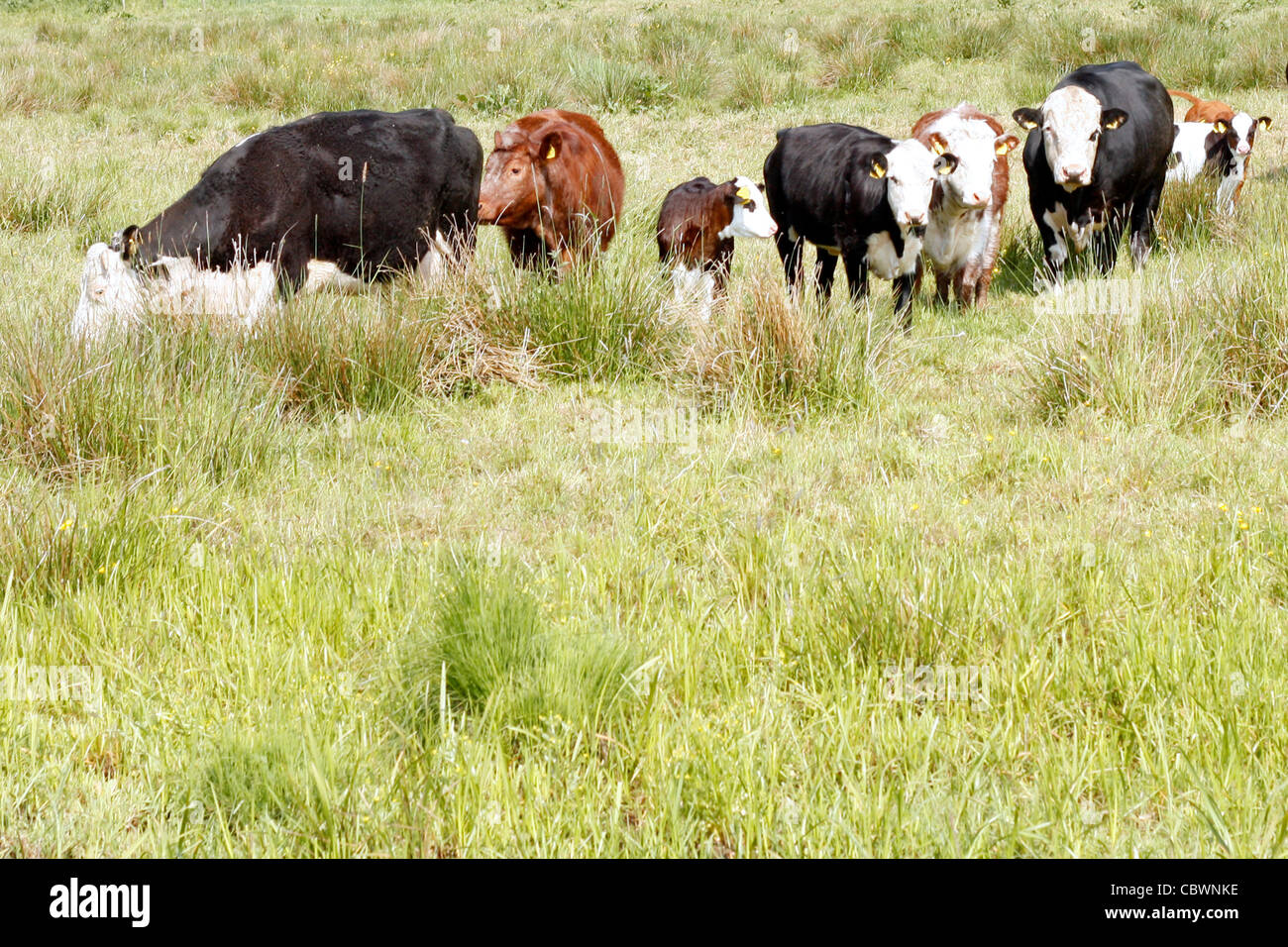 Le pâturage des vaches sur un champ Banque D'Images
