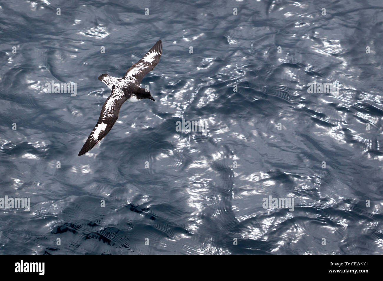 CAPE PETREL SUR LE PASSAGE DE DRAKE Banque D'Images