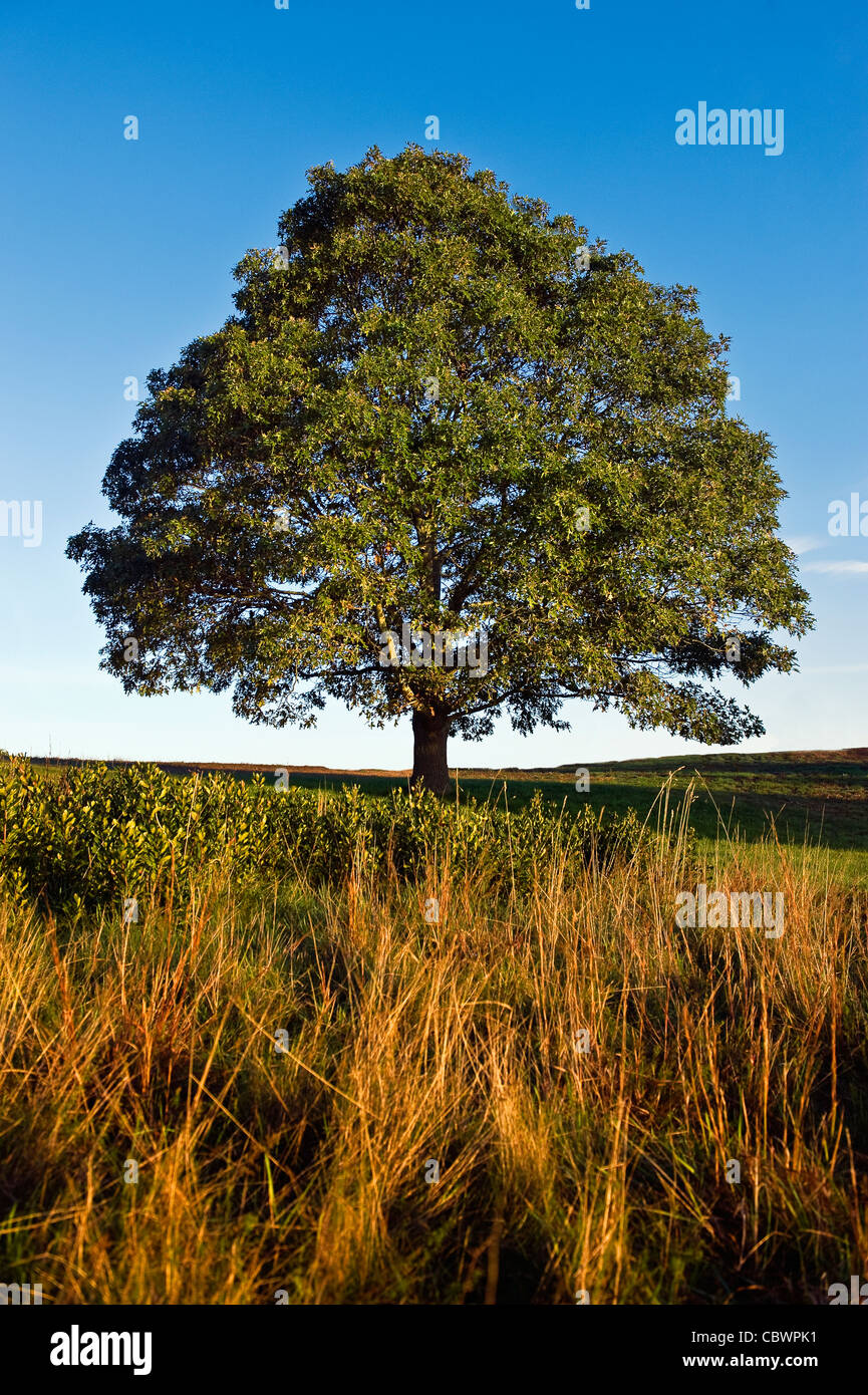 Arbre sur une colline. Banque D'Images