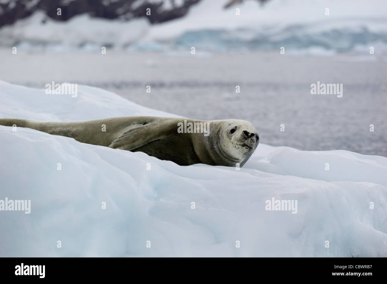 Joint de crabiers, NEKO HARBOUR, l'ANTARCTIQUE Banque D'Images