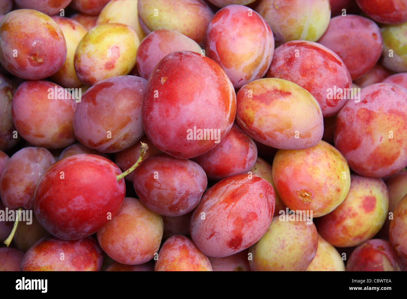 Des prunes fraîchement cueillies Banque D'Images Des prunes fraîchement cueillies Banque D'Images