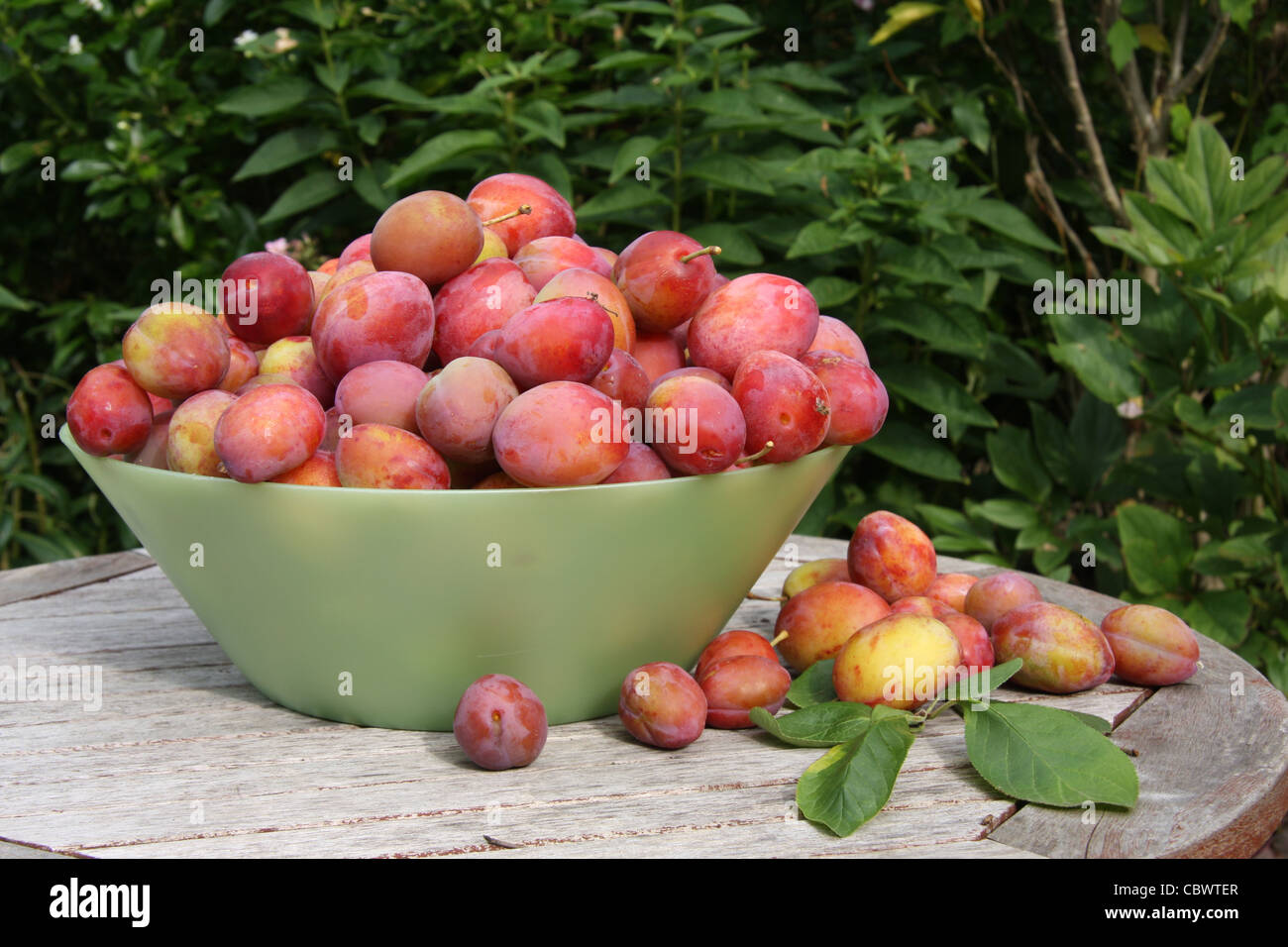 Des prunes fraîchement cueillies Banque D'Images Des prunes fraîchement cueillies Banque D'Images