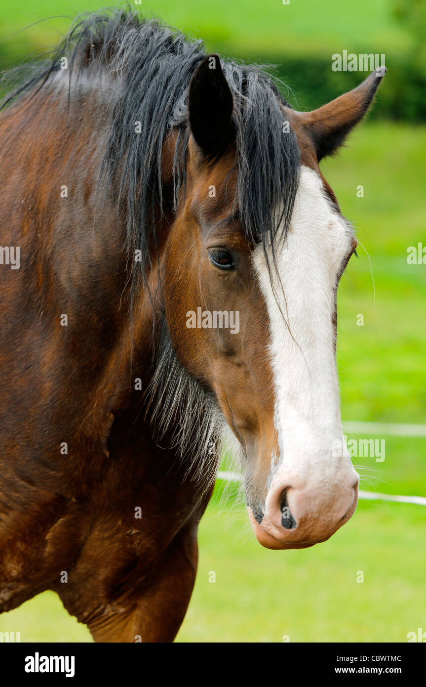 Shire Horse dans la zone de parc national de Peak District Derbyshire, Angleterre Banque D'Images
