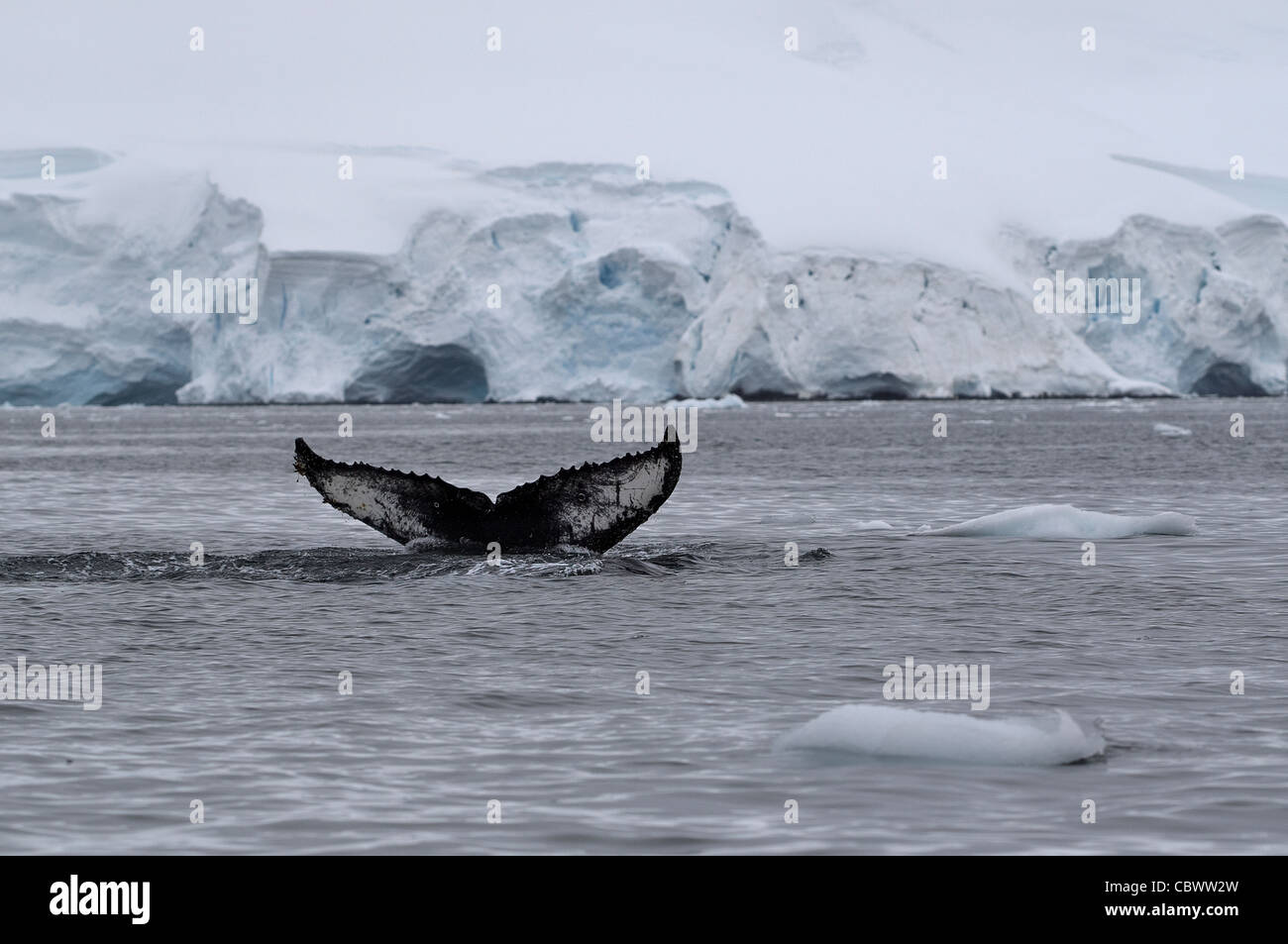 HUMPBACK WHALE TAIL FLUKE, WILHELMINA BAY, ANTARCTIQUE Banque D'Images