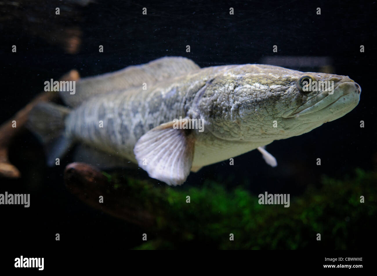 Introduit à partir de la Chine, le poisson-serpent a perturbé les poissons indigènes et d'animaux marins de la région de l'Atlantique, en particulier dans le Potomac. Ce spécimen est exposée dans un réservoir dans l'Aquarium National au département de commerce dans le centre-ville de Washington DC. L'Aquarium National est dans le sous-sol de l'immeuble du ministère du Commerce, où il a été installé depuis 1932. Bien plus petit et moins connu que ses installations affiliées à Baltimore, Washington's Aquarium national se compose d'une série de réservoirs l'illustre différents types d'environnements marins, avec accent spécial Banque D'Images