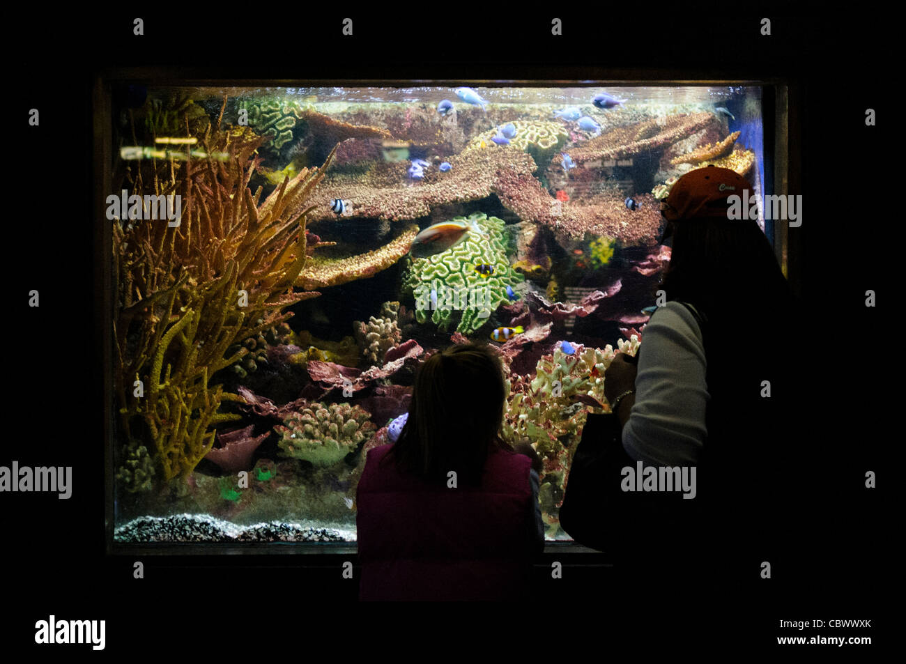 Aquarium national réservoir illuminé Washington DC // WASHINGTON DC — Une mère et sa fille voient un réservoir illuminé à l'Aquarium national historique, qui a fonctionné dans le sous-sol du bâtiment du Département du commerce de 1932 à 2013. L'installation fédérale s'est concentrée sur l'éducation des visiteurs au sujet des sanctuaires marins et des territoires américains. Le cadre intime du sous-sol offrait aux familles des vues rapprochées de la vie marine jusqu'à la fermeture de l'aquarium. Banque D'Images