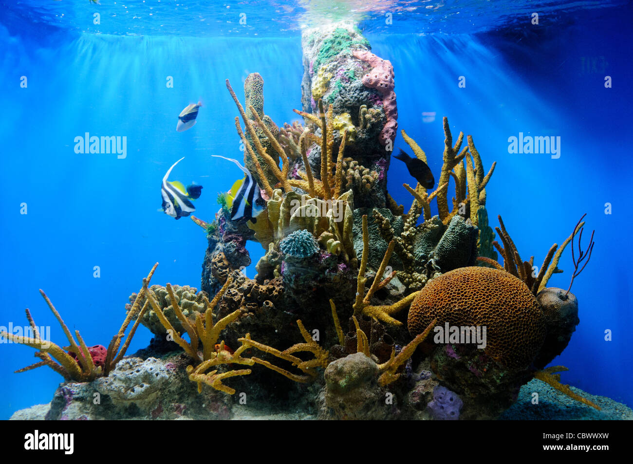 Un petit récif tropical dans un réservoir à l'Aquarium National de Washington DC. L'Aquarium National est dans le sous-sol de l'immeuble du ministère du Commerce, où il a été installé depuis 1932. Bien plus petit et moins connu que ses installations affiliées à Baltimore, Washington's Aquarium national se compose d'une série de réservoirs l'illustre différents types d'environnements marins, avec un accent particulier sur les nombreux sanctuaires marins américains en territoire marin. NB : L'aquarium a fermé en 2013. Banque D'Images