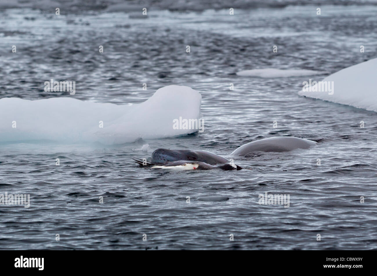 LEOPARD SEAL & Gentoo pingouin, NEKO HARBOUR, l'ANTARCTIQUE Banque D'Images