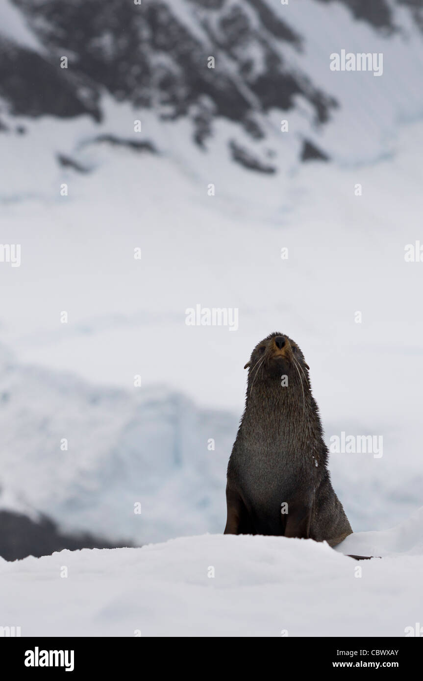 Fourrure de l'Antarctique, l'Antarctique, WILHELMINA BAY Banque D'Images