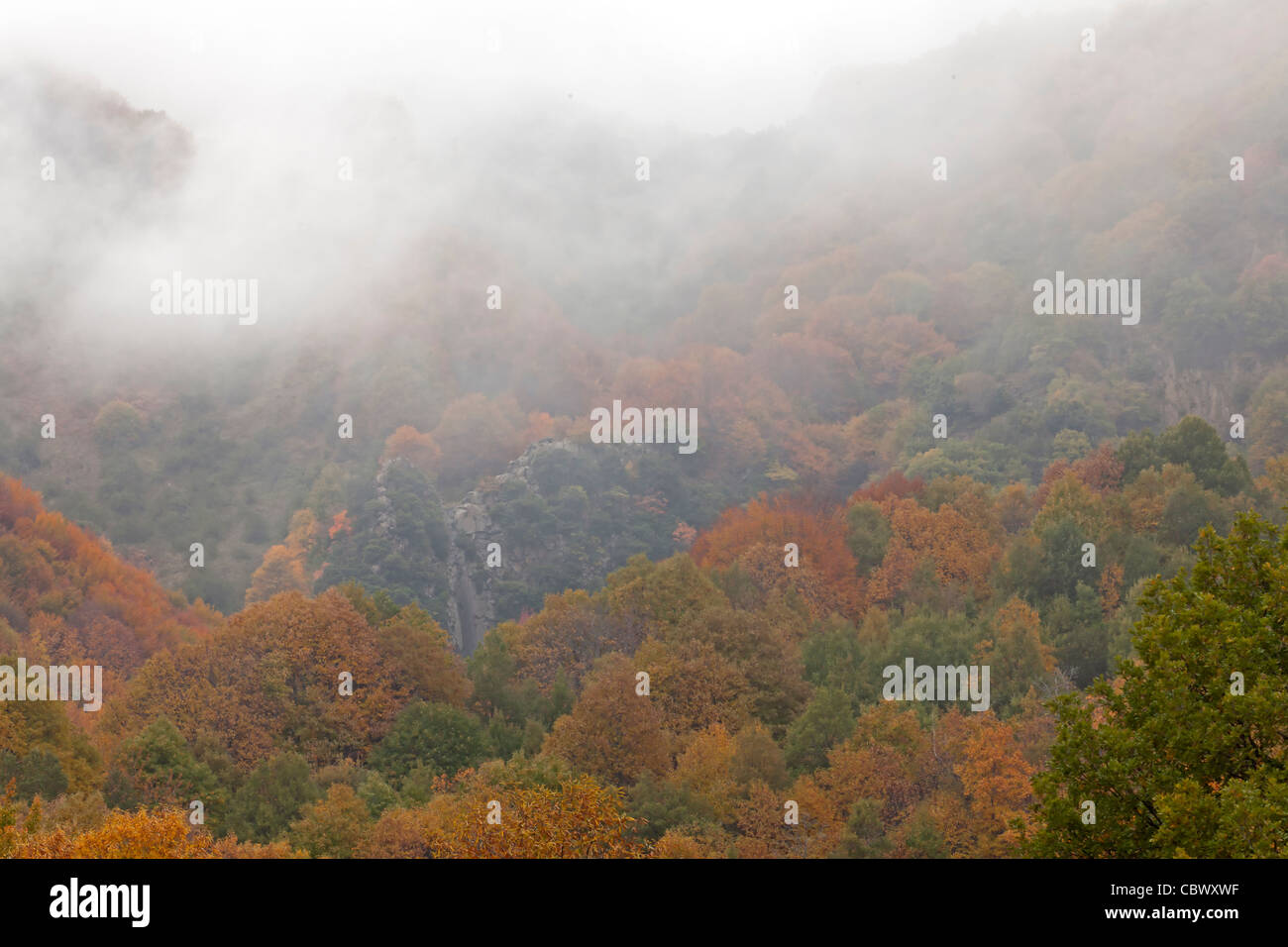 Forêt d'automne colorés avec des nuages Banque D'Images