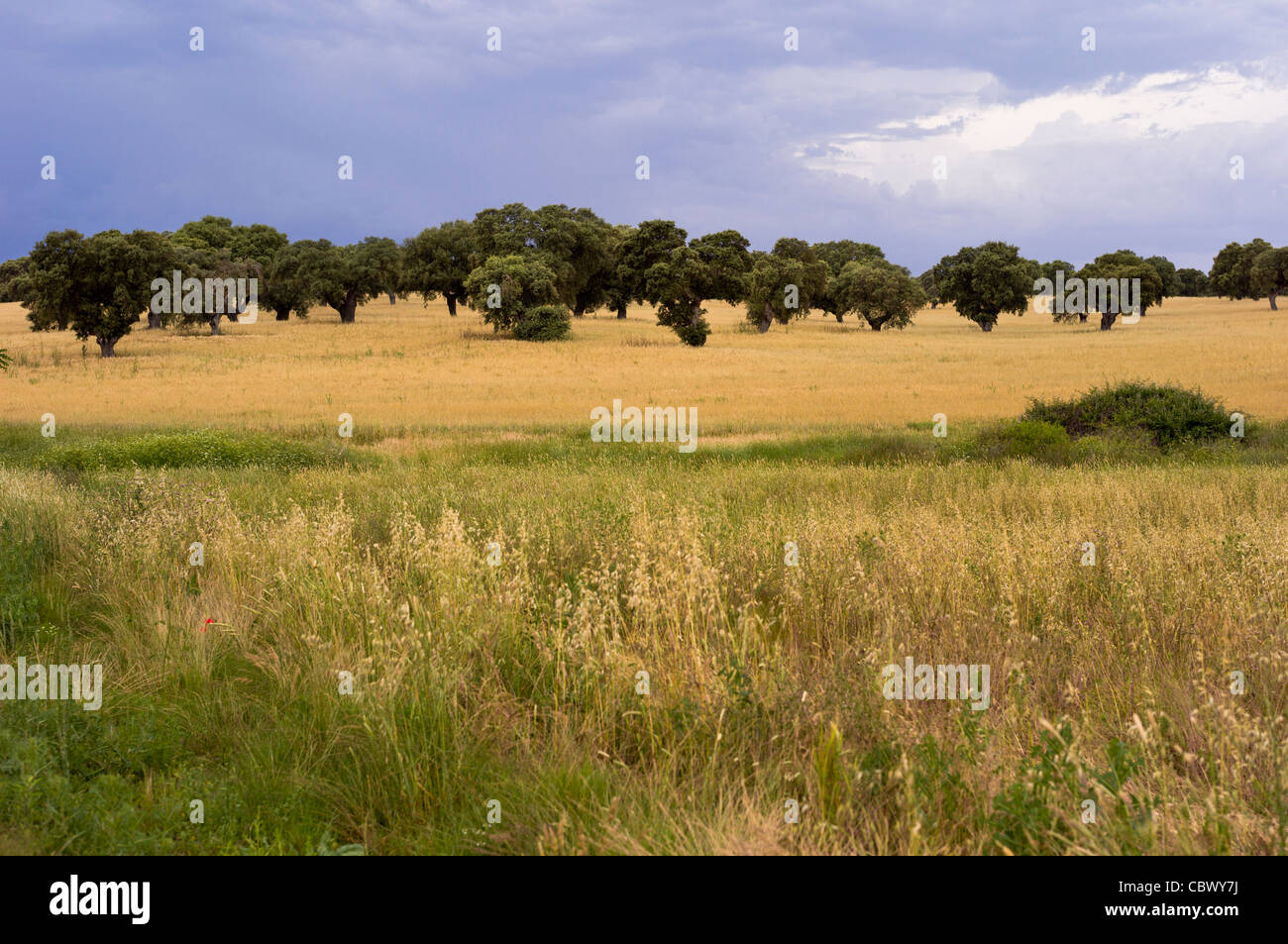 OROPESA PAYSAGE CASTILLE-LA MANCHE, ESPAGNE Banque D'Images