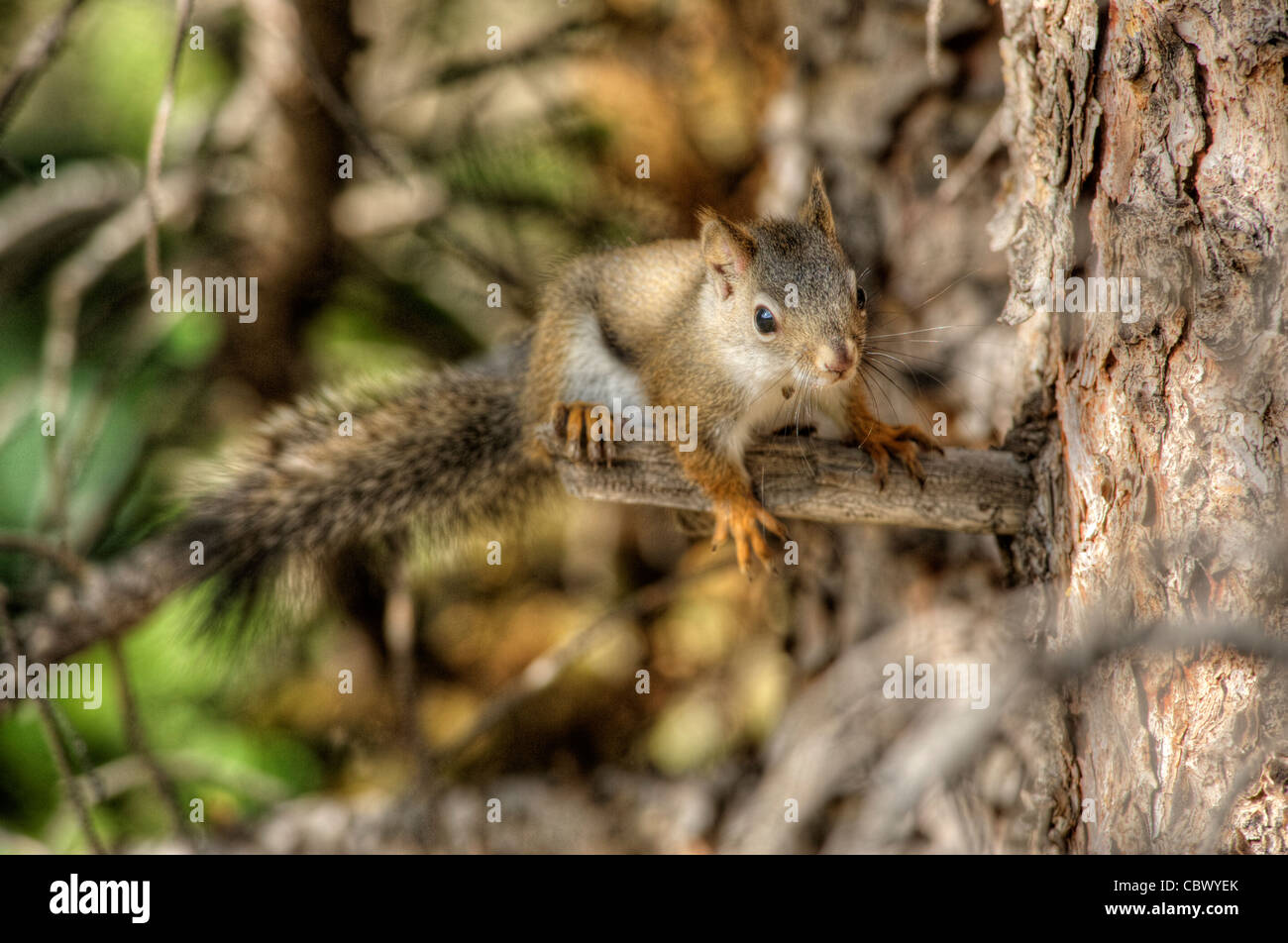 Écureuil dans un arbre de pin au Colorado Banque D'Images