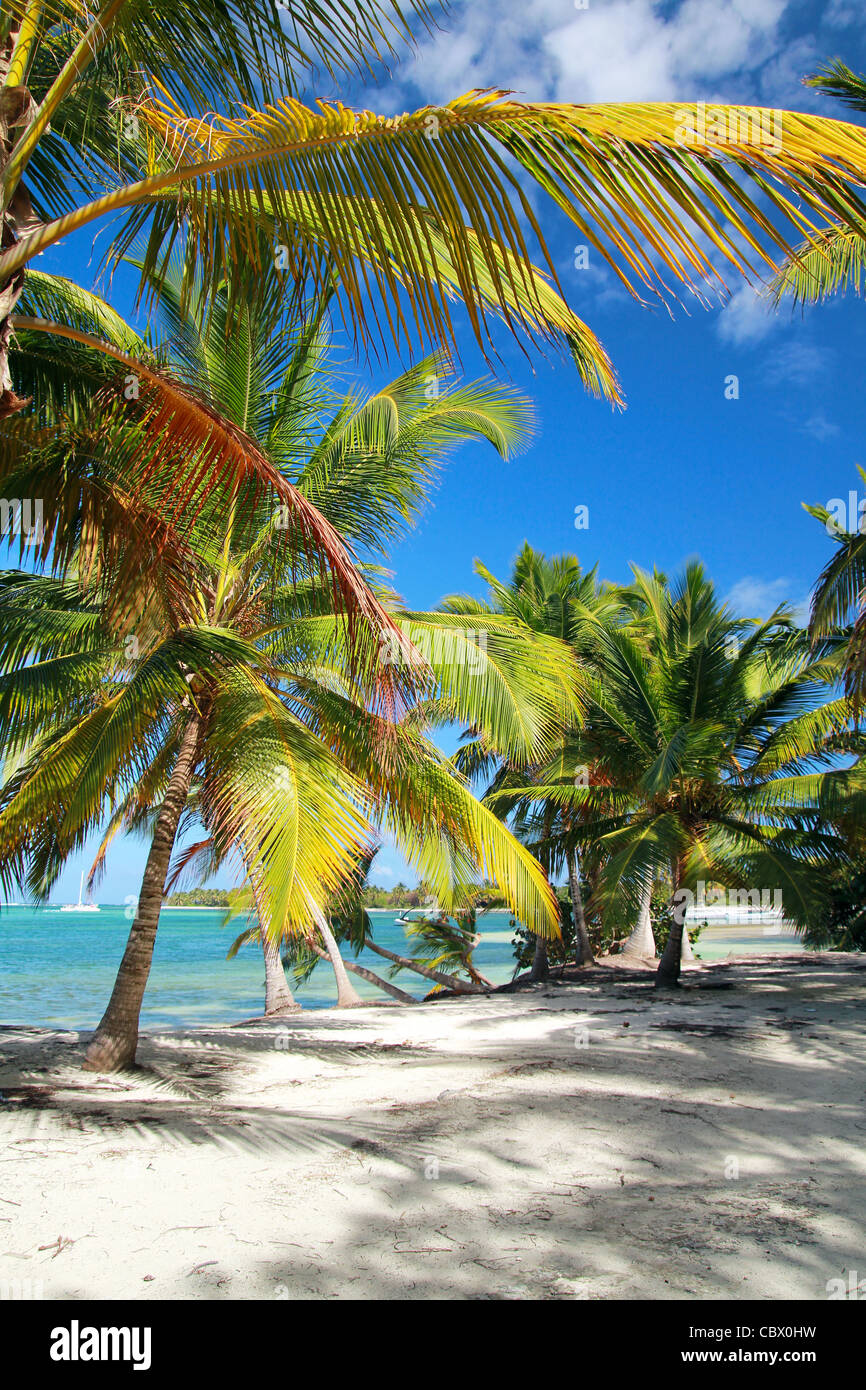 Plage tropicale avec palmiers, mer des Caraïbes Banque D'Images