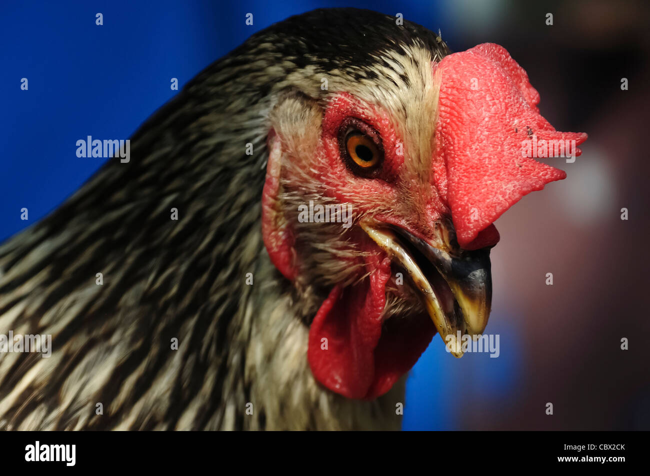 Le poulet close up Banque D'Images