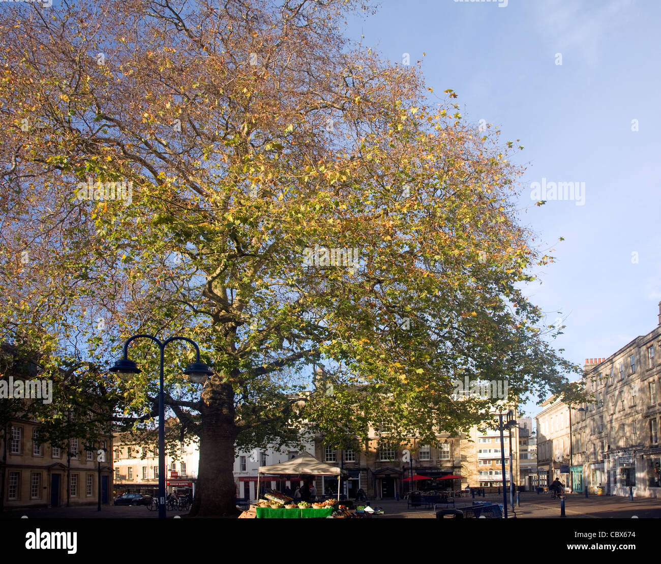 Gros platane au centre de Kingsmead Square, Bath, Angleterre Banque D'Images