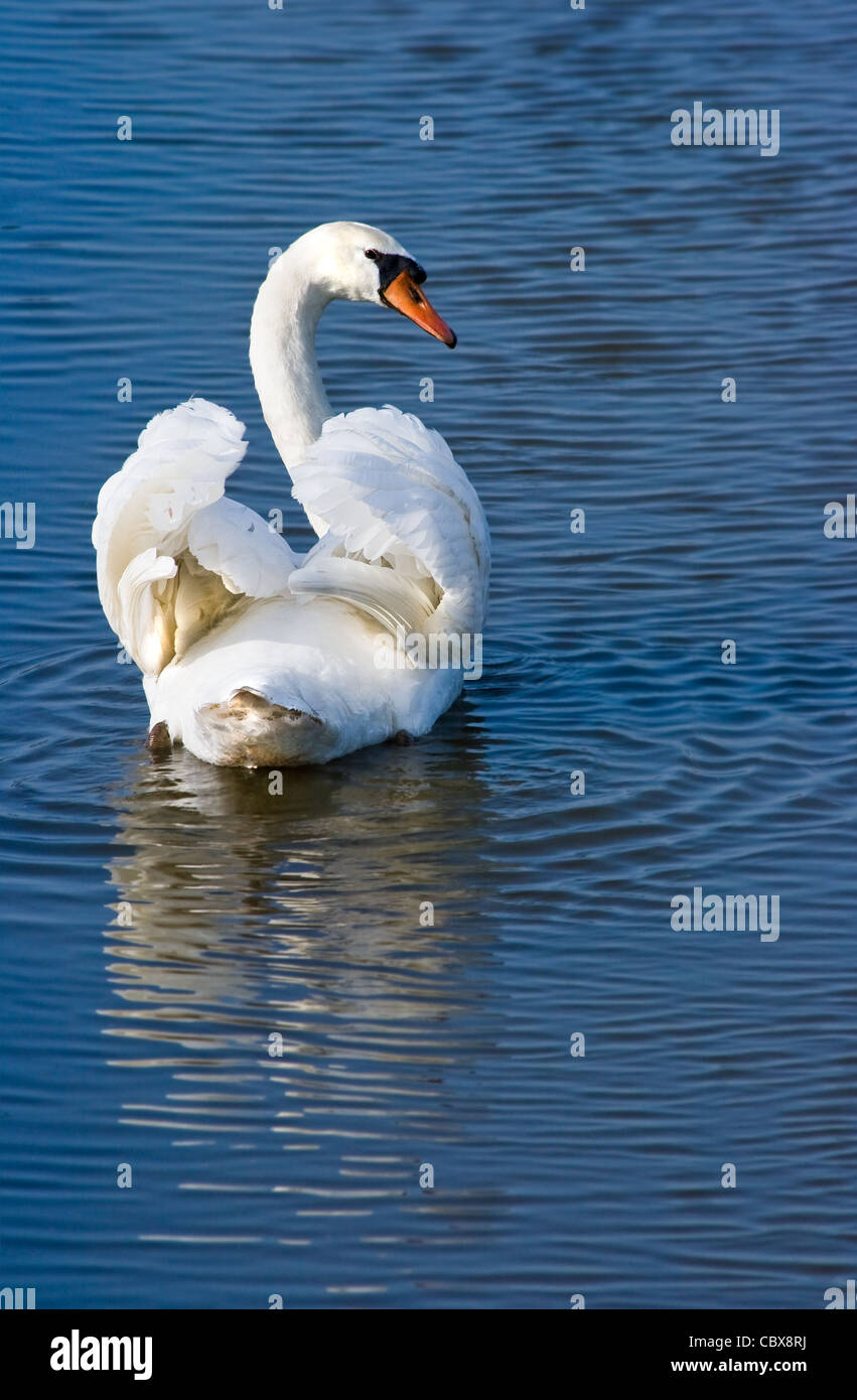 White Swan Cygnus olor mute ou piscine à l'écart et à l'arrière Banque D'Images