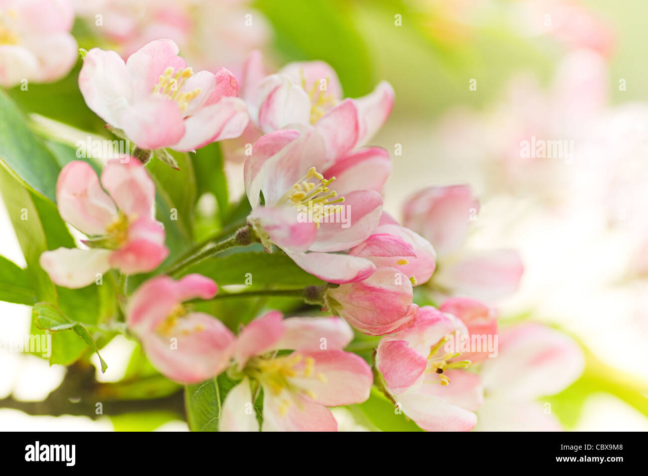 Rose et blanche de Malus 'Red sentinel' ou de crabe fleur de pommier au printemps Banque D'Images