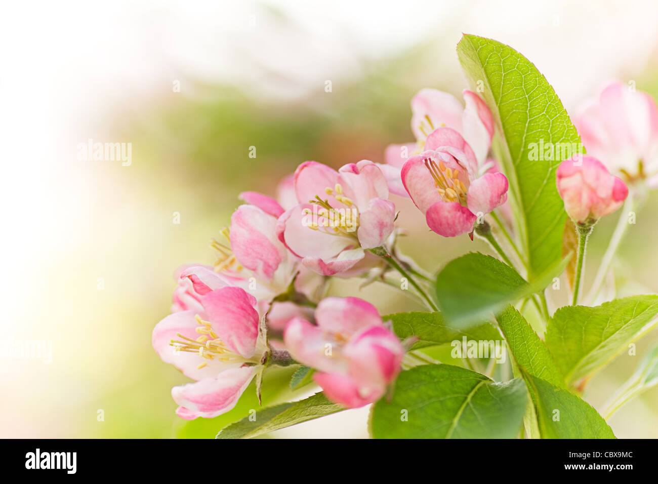 Rose et blanche de Malus 'Red sentinel' ou de crabe fleur de pommier au printemps Banque D'Images
