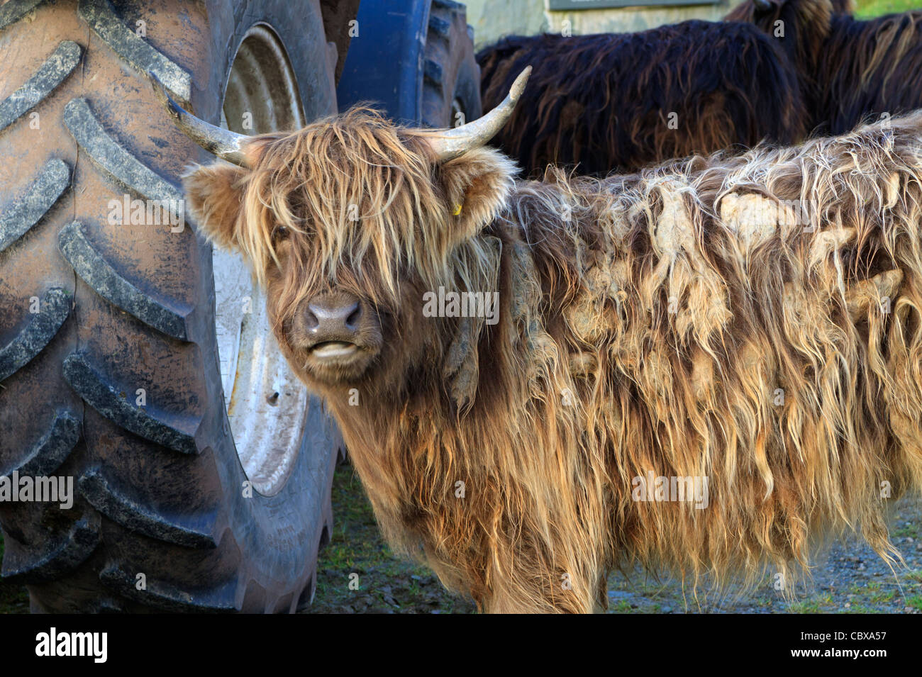 Highland cattle. Portrait d'un jeune membre de cette race rustique. Banque D'Images