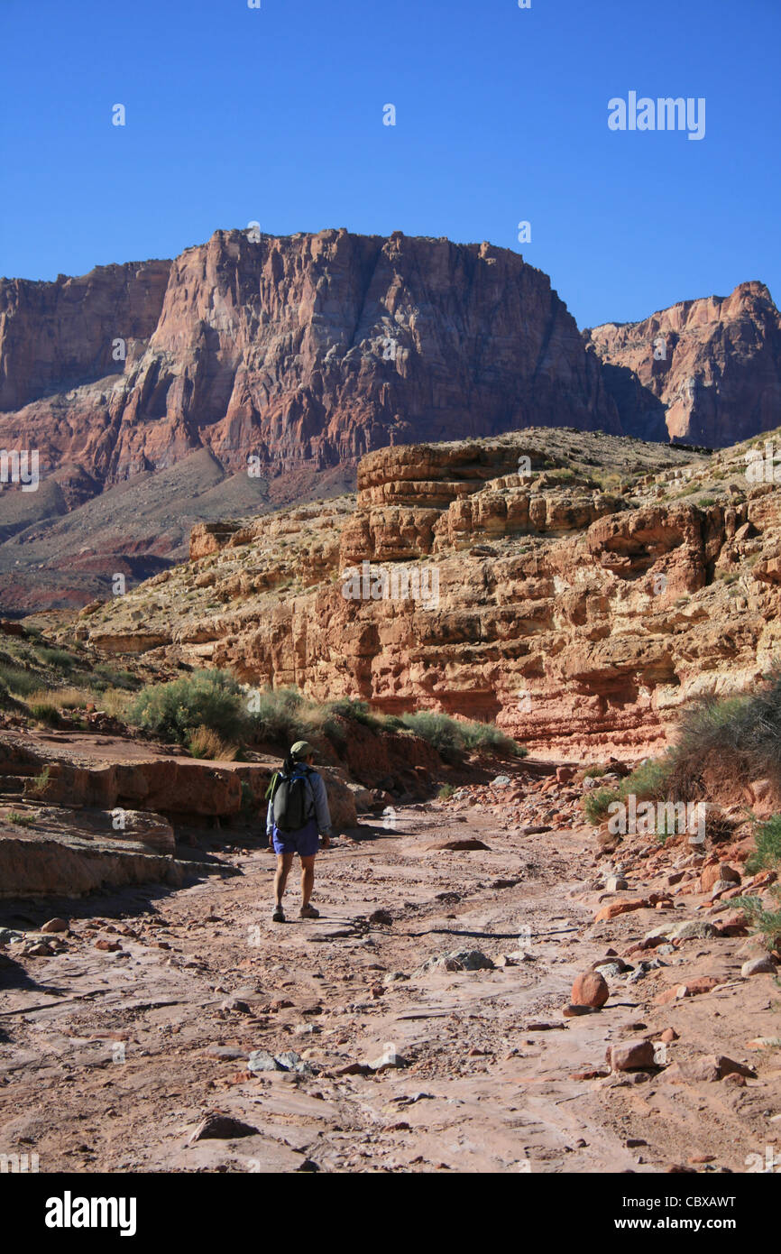 Femme randonnée dans le lavage, la cathédrale en Canyon, Arizona avec les falaises Vermilion dans la distance Banque D'Images