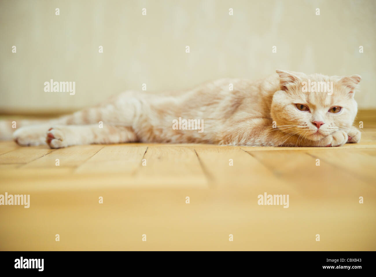 Scottish Fold chat couché sur le parquet Banque D'Images