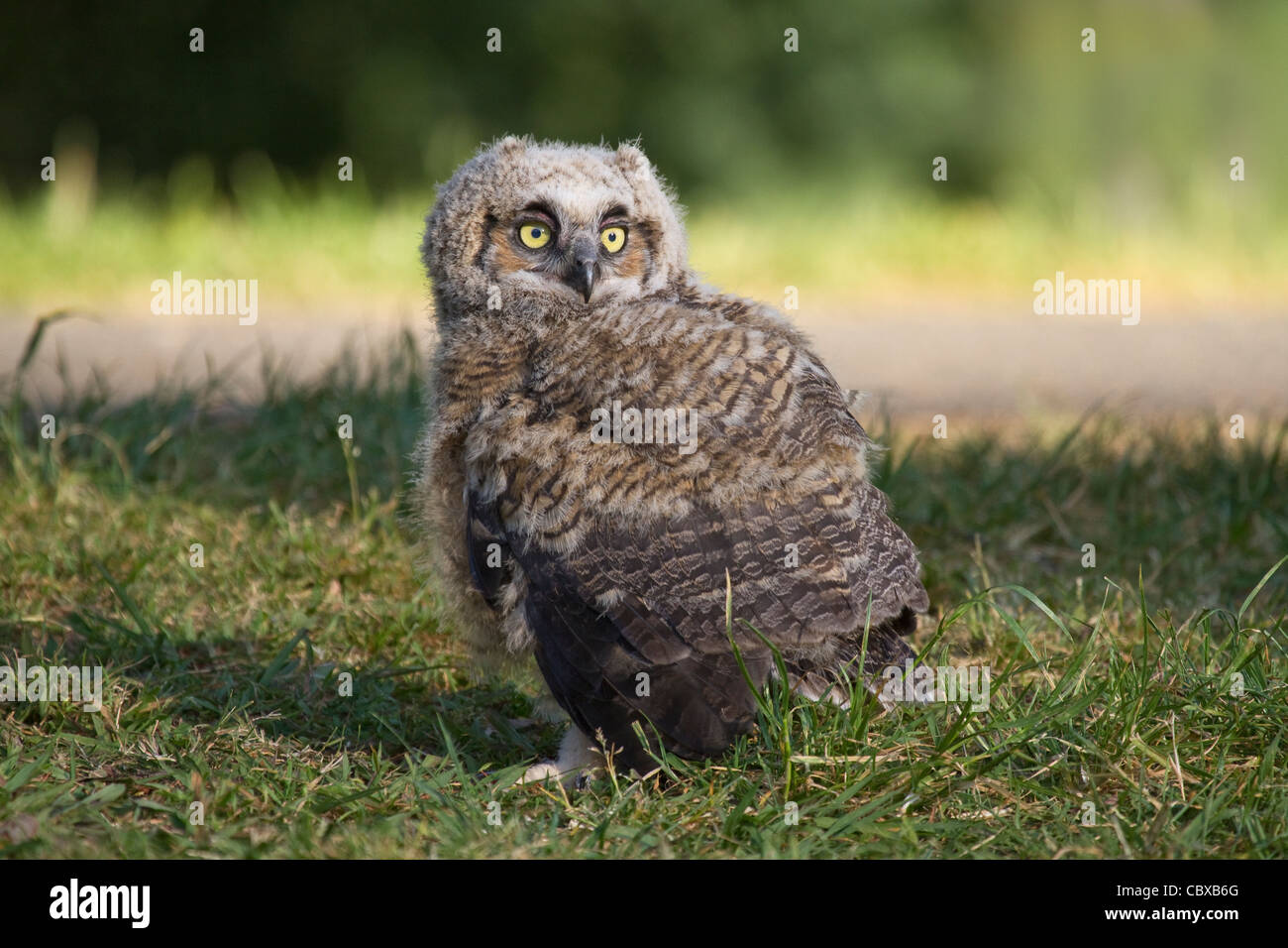 Owlet Grand-duc (Bubo virginianus) à Spring Lake à Santa Rosa, Sonoma County, Californie, USA Banque D'Images