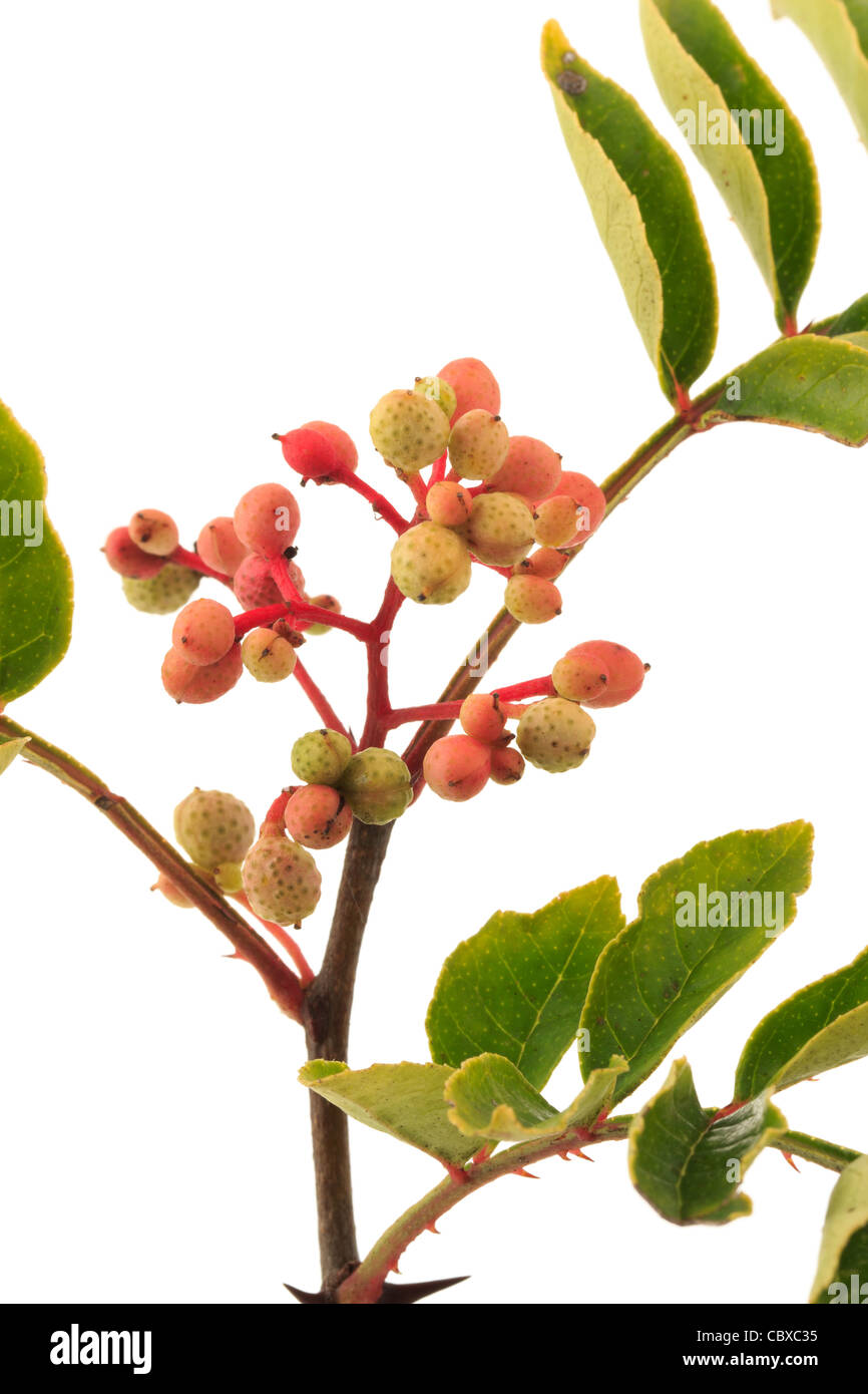Fruits de Zanthoxylum piperitum, Poivrier japonais, Japon, Poivre Sanshō Banque D'Images