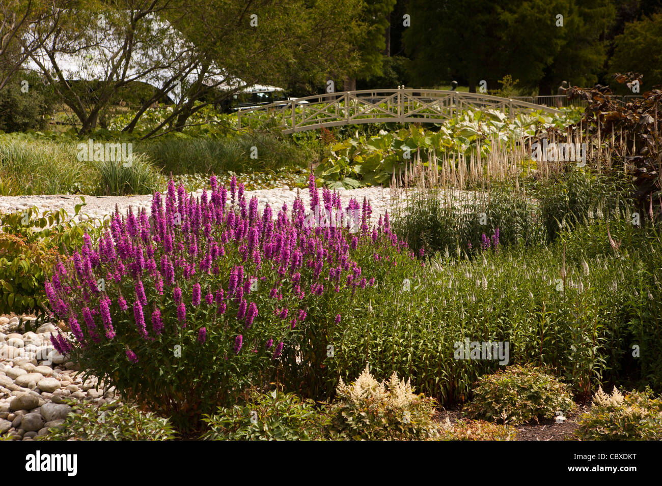 Royaume-uni, Angleterre, Bedfordshire, l''Abbaye de Woburn, planter au bord de jardin marécageux Banque D'Images