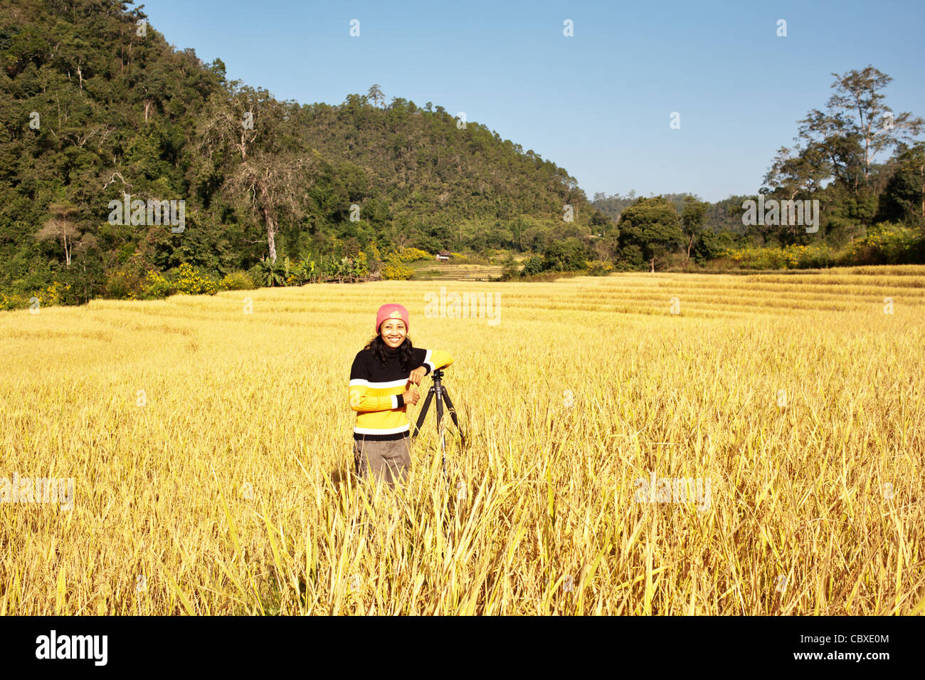 Portrait sur un trépied, debout dans un champ de riz prêt pour la récolte, la Thaïlande, l'Asie Banque D'Images