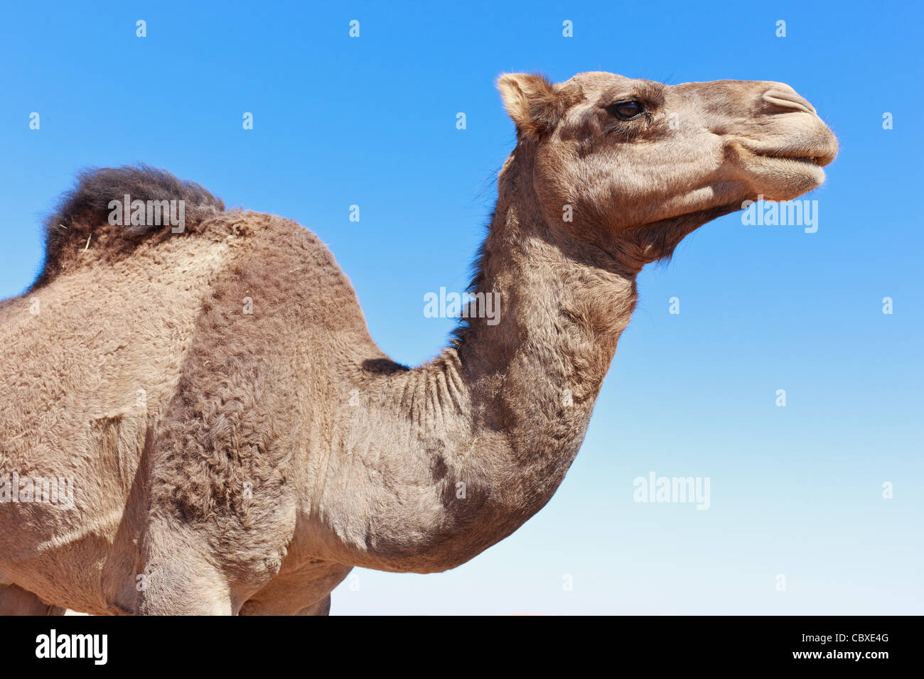 Lone chameau dans le désert avec ciel bleu Banque D'Images