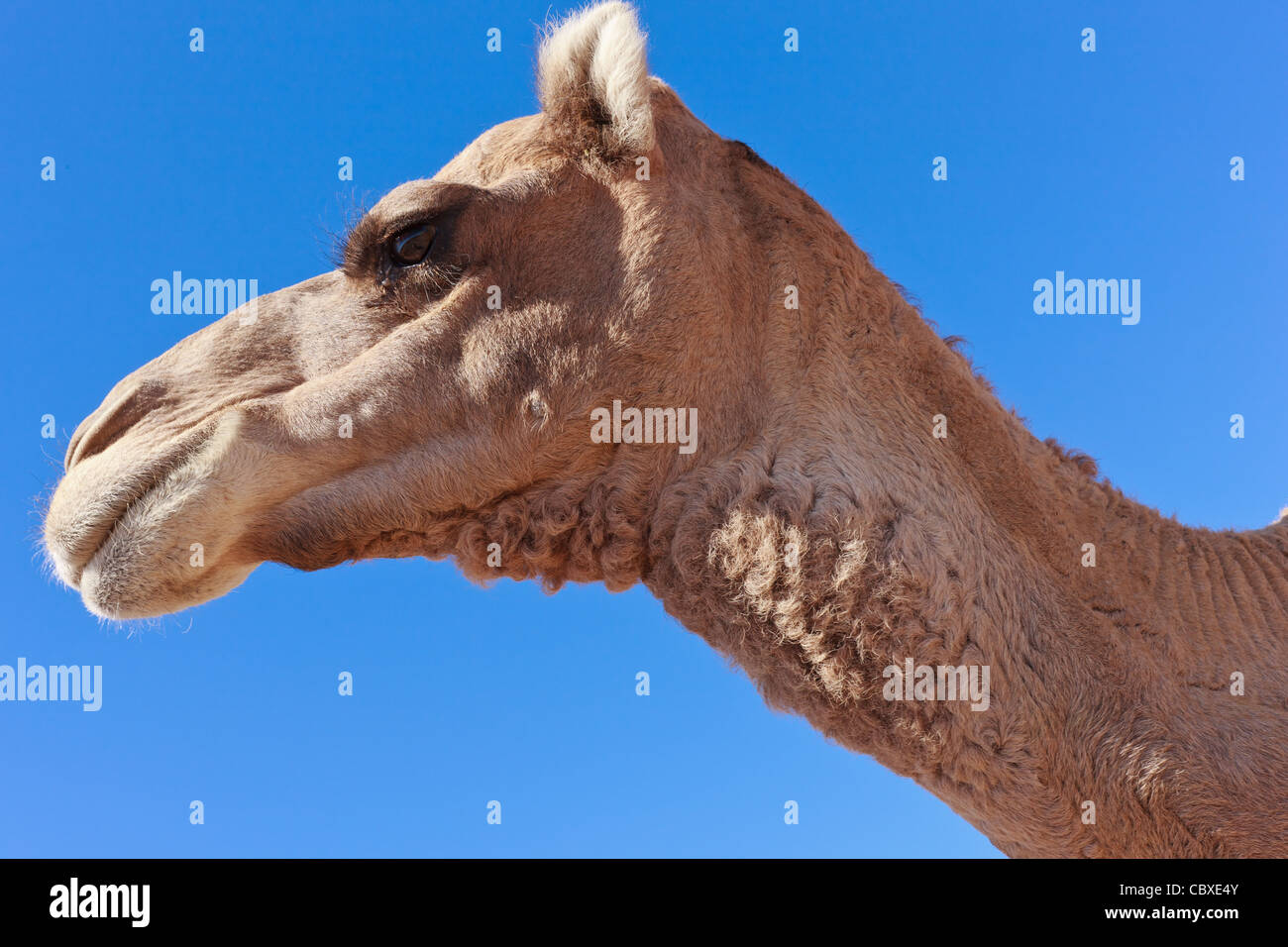 Lone chameau dans le désert avec ciel bleu Banque D'Images