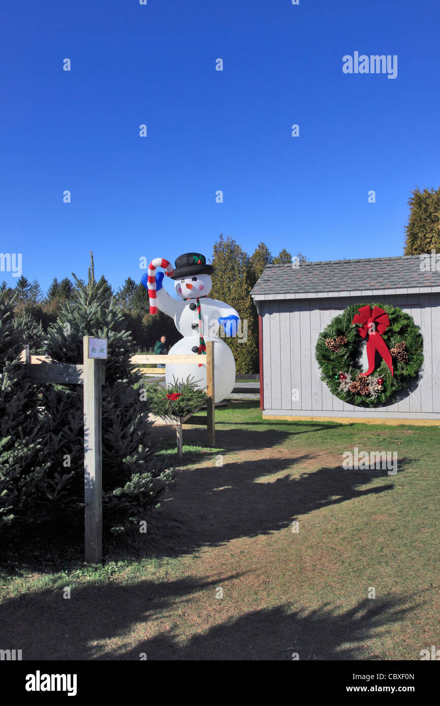 Shamrock Christmas Tree Farm Mattituck Long Island NY Banque D'Images