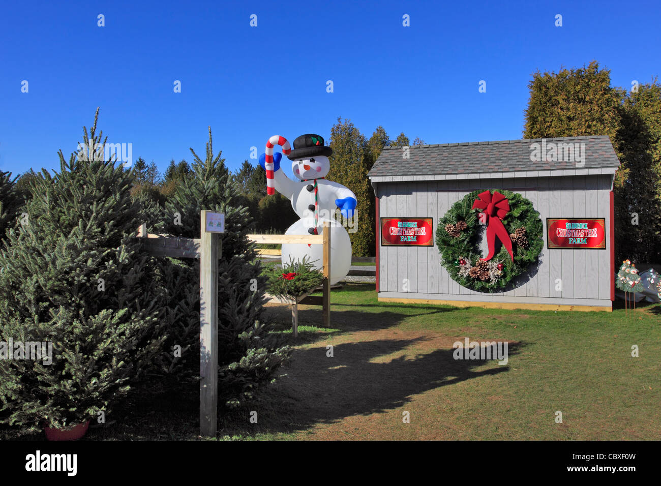 Shamrock Christmas Tree Farm Mattituck Long Island NY Banque D'Images