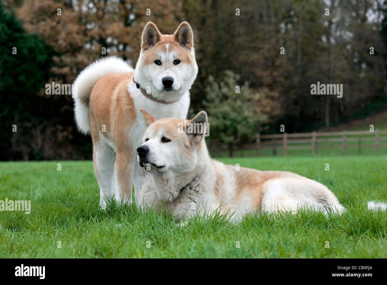 Akita Inu Akita japonais / chiens (Canis lupus familiaris) réunion et d'accueil dans jardin Banque D'Images