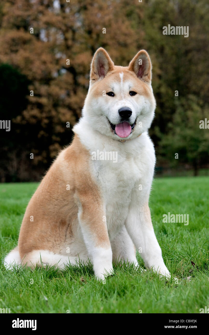 Akita Inu Akita japonais / chien (Canis lupus familiaris) assis dans le jardin Banque D'Images