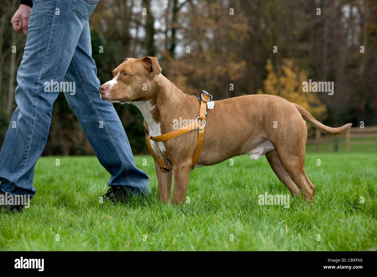 American Staffordshire Terrier dog wearing faisceau dans jardin Banque D'Images