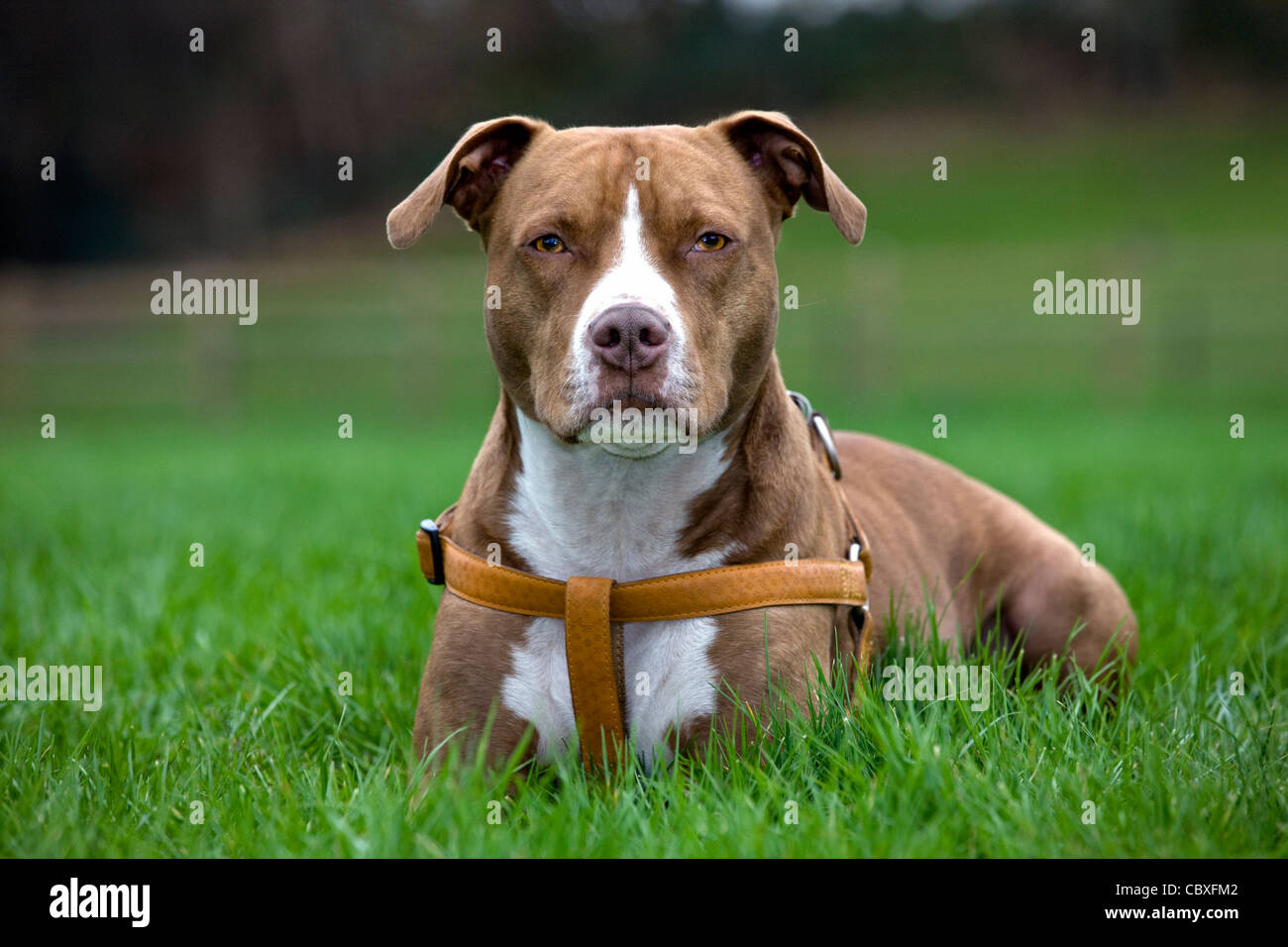 American Staffordshire Terrier dog wearing faisceau dans jardin Banque D'Images