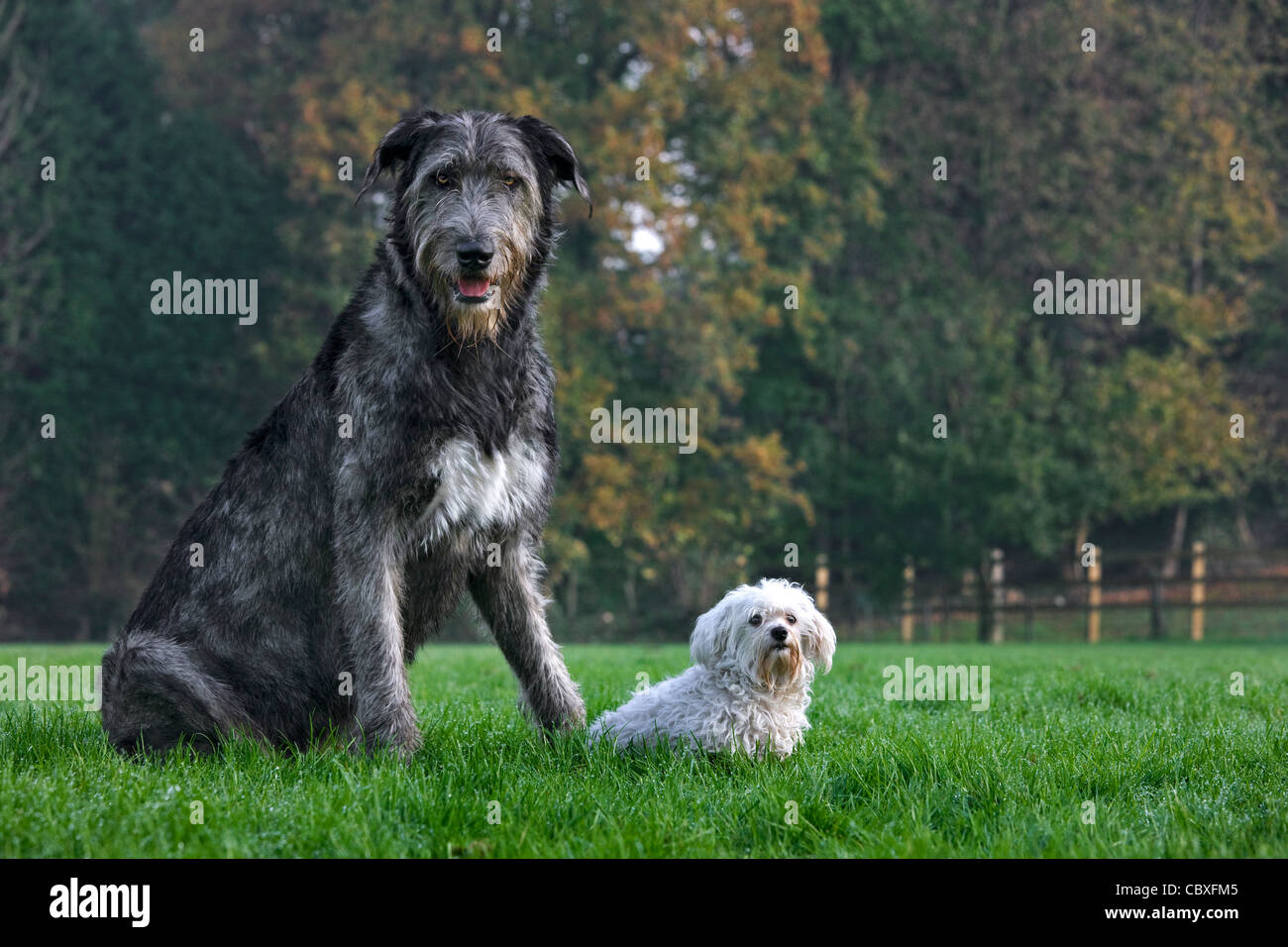 Irish Wolfhound avec blanc chien maltais dans jardin Banque D'Images
