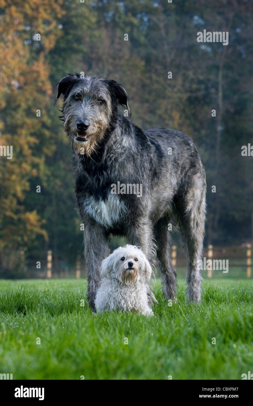 Irish Wolfhound avec blanc chien maltais dans jardin Banque D'Images
