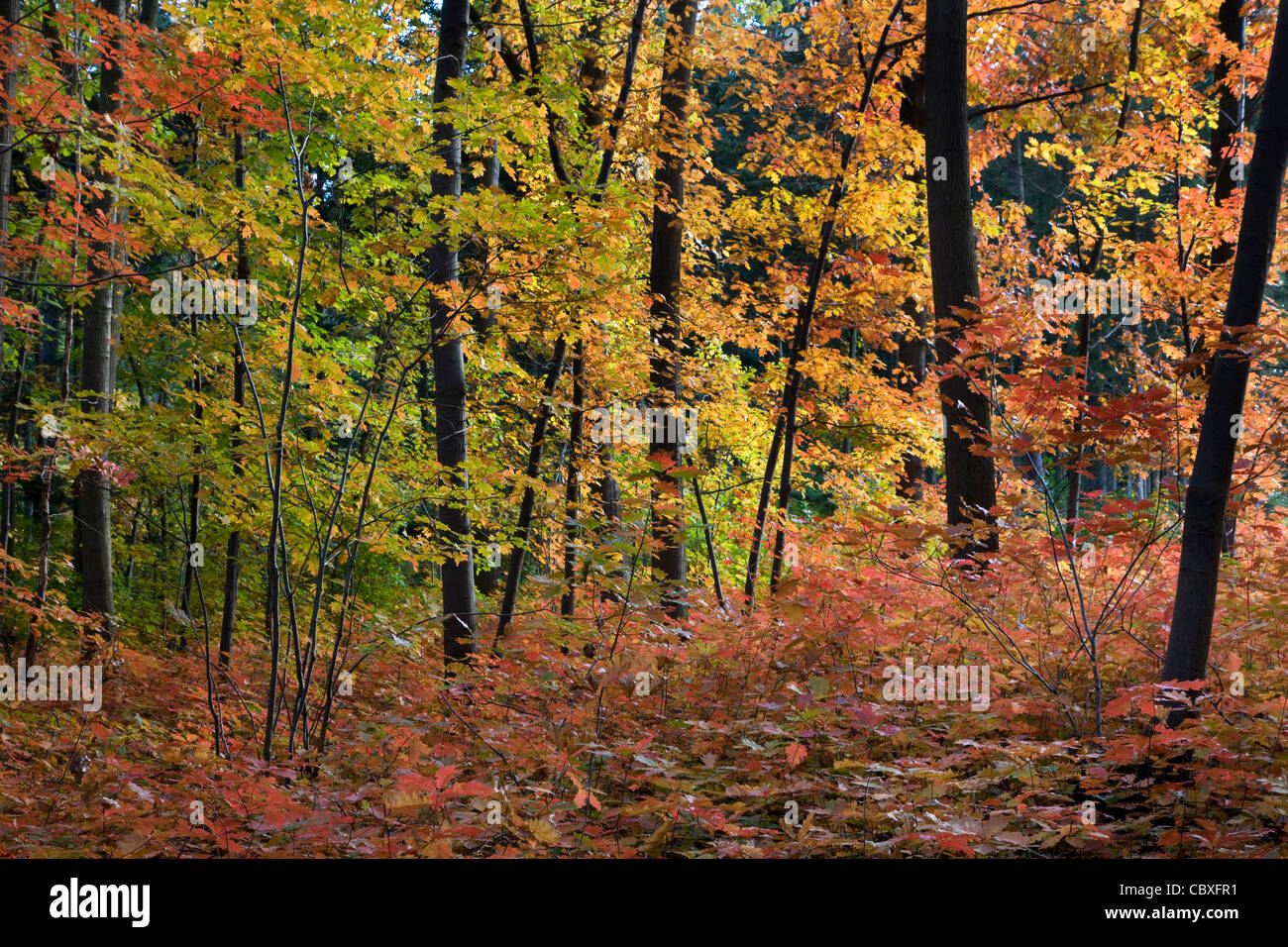 Northern red oak / chêne (Quercus rubra champion / Quercus borealis) arbres en forêt en automne, originaire d'Amérique du Nord Banque D'Images