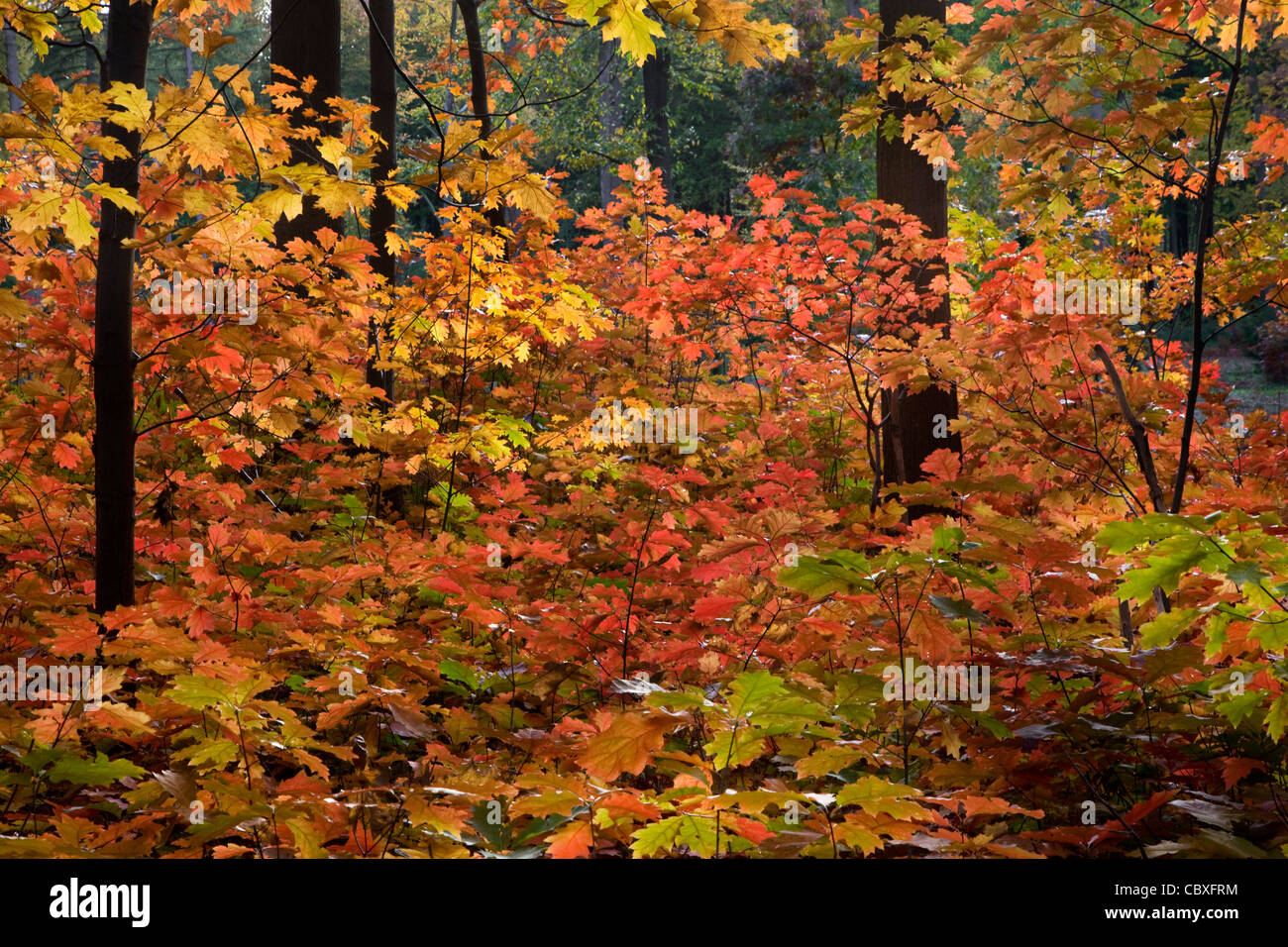 Northern red oak / chêne (Quercus rubra champion / Quercus borealis) arbres en forêt en automne, originaire d'Amérique du Nord Banque D'Images